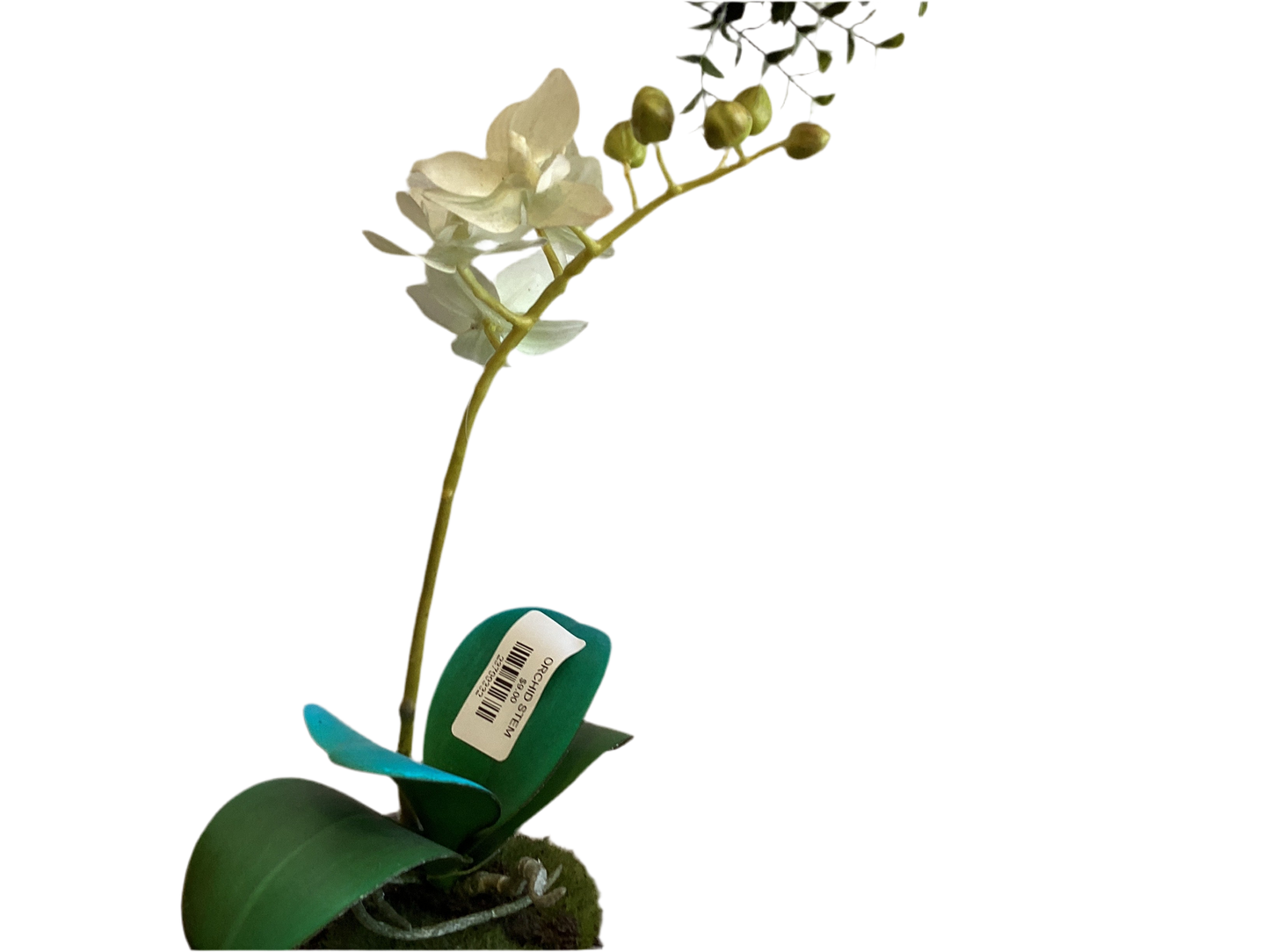 ORCHID STEM