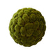 Moss Ball