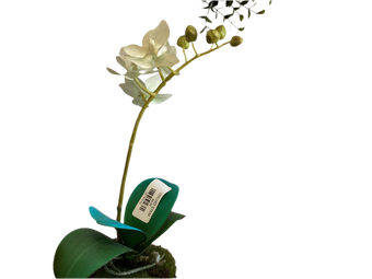 compare product ORCHID STEM