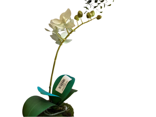ORCHID STEM