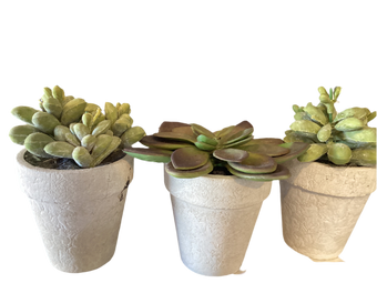compare product SUCCULENT POT