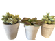SUCCULENT POT