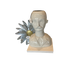 VASE MALE HEAD WHITE